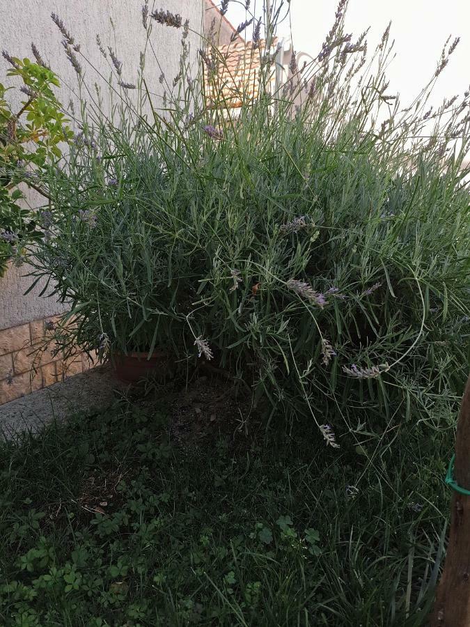 Lavanda Apartma Mali Losinj