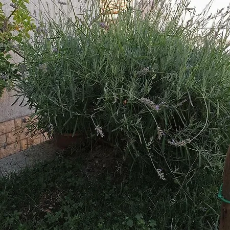 Lavanda Mali Lošinj Exterior foto